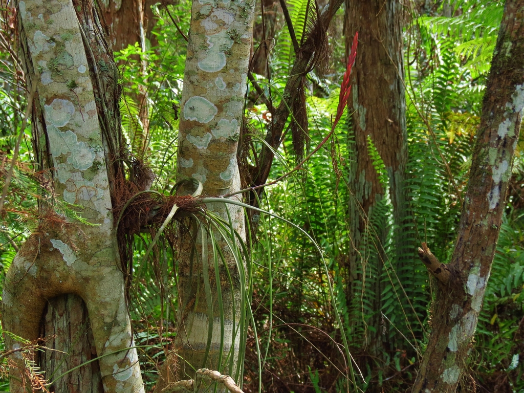 Tillandsia balbisiana