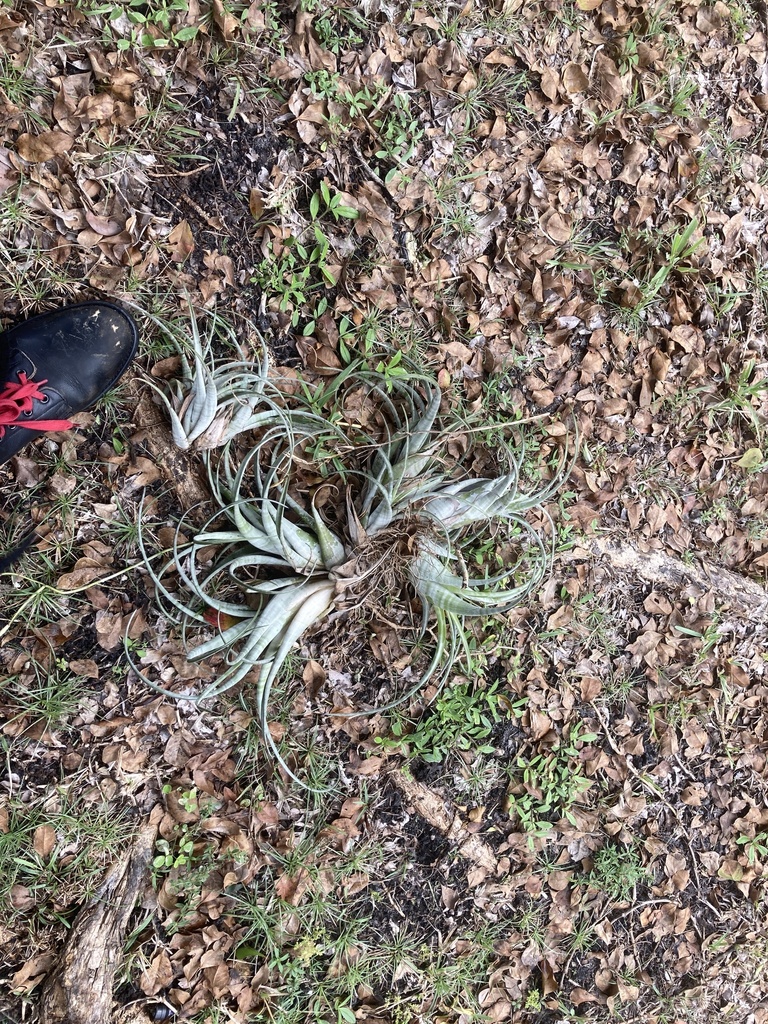 Tillandsia flexuosa