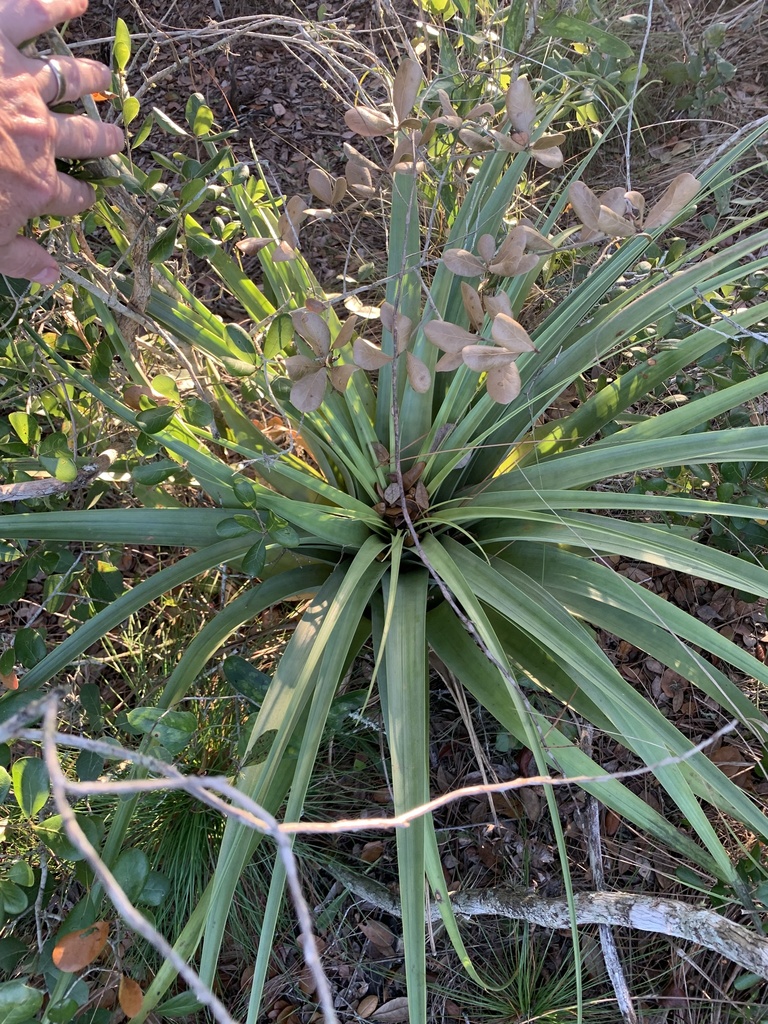 Tillandsia utriculata