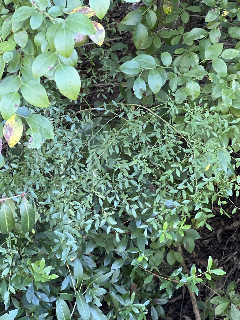 Vaccinium elliottii