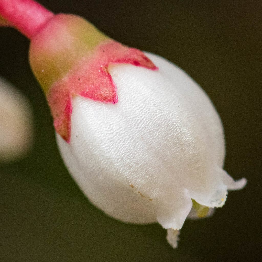 Vaccinium myrsinites