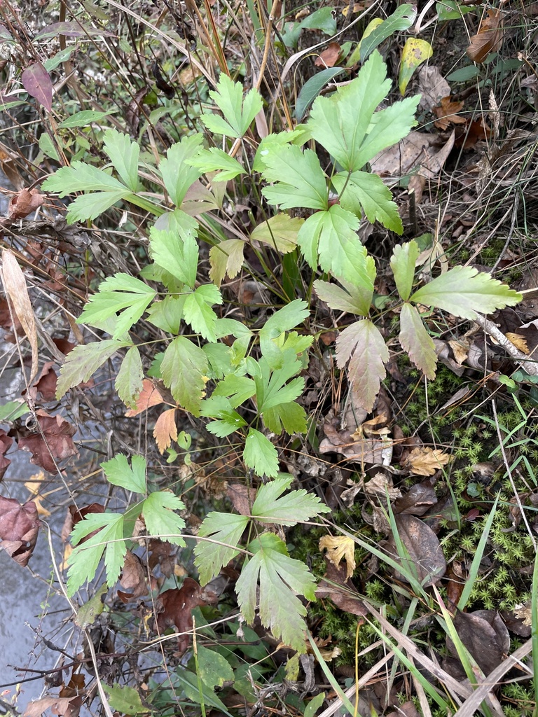Xanthorhiza simplicissima