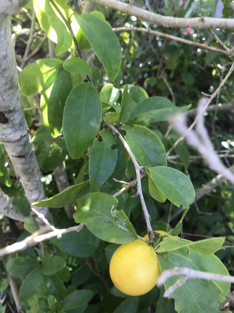 Hog Plum — illustrative Florida native plant photograph