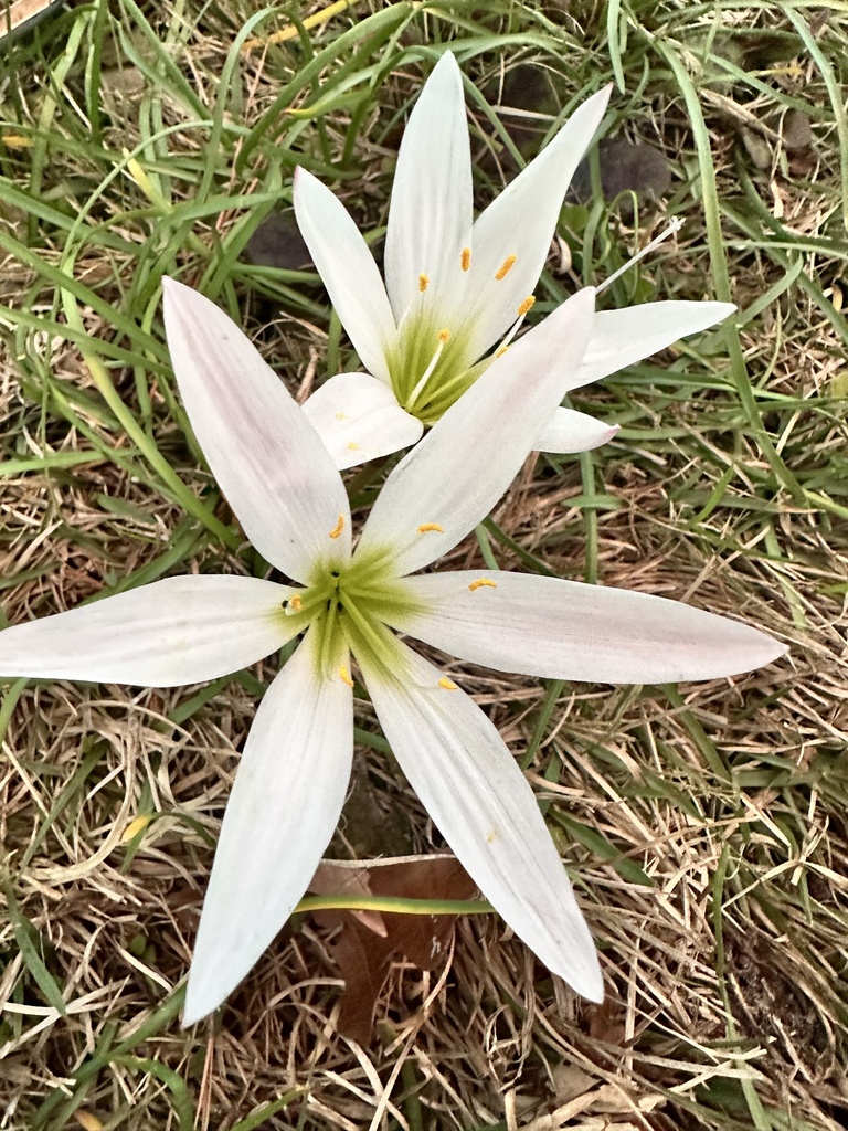 Zephyranthes atamasca var. atamasca