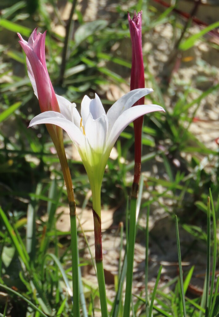 Zephyranthes atamasca var. treatiae